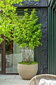 MAYFAIR PENTHOUSE GARDEN, LONDON, PLANTING DESIGN BY ALASDAIR CAMERON: ROOF TERRACE, BALCONY, CONTAINER WITH STEWARTIA PSEUDOCAMELLIA, TREES