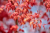MAYFAIR PENTHOUSE GARDEN, LONDON, PLANTING DESIGN BY ALASDAIR CAMERON: RED, PINK LEAVES OF MAPLE, ACER PALMATUM DESHOJO, TREES, SPRING