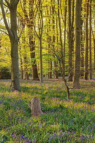 COTON_MANOR__GARDEN_NORTHAMPTONSHIRE_BLUEBELL_WOOD_IN_SPRING_MAY_BULBS_HYACINTHOIDES_NONSCRIPTA_BLUE