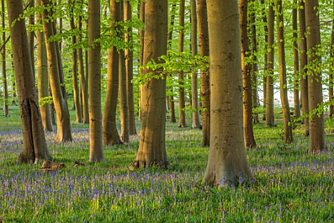 COTON_MANOR__GARDEN_NORTHAMPTONSHIRE_BLUEBELL_WOOD_IN_SPRING_MAY_BULBS_HYACINTHOIDES_NONSCRIPTA_BLUE