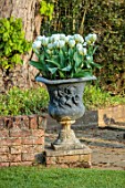 COTON MANOR  GARDEN, NORTHAMPTONSHIRE: CONTAINER WITH WHITE TULIPS, TULIPA EXOTIC EMPEROR, FLOWERS, BLOOMS, BLOOMING, FLOWERING, SPRING, MAY