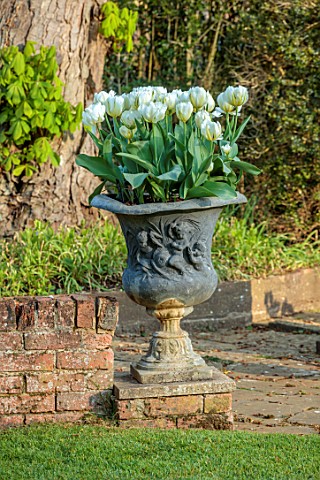 COTON_MANOR__GARDEN_NORTHAMPTONSHIRE_CONTAINER_WITH_WHITE_TULIPS_TULIPA_EXOTIC_EMPEROR_FLOWERS_BLOOM