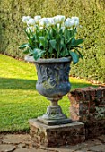 COTON MANOR  GARDEN, NORTHAMPTONSHIRE: CONTAINER WITH WHITE TULIPS, TULIPA EXOTIC EMPEROR, FLOWERS, BLOOMS, BLOOMING, FLOWERING, SPRING, MAY
