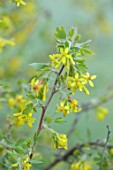 COTON MANOR  GARDEN, NORTHAMPTONSHIRE: YELLOW FLOWERS OF RIBES ODORATUM, BUFFALO CURRANT, GOLDEN CURRANT, SHRUBS, BLOSSOMING, FLOWERING