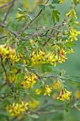 COTON MANOR  GARDEN, NORTHAMPTONSHIRE: YELLOW FLOWERS OF RIBES ODORATUM, BUFFALO CURRANT, GOLDEN CURRANT, SHRUBS, BLOSSOMING, FLOWERING