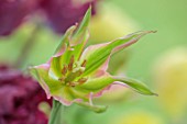MORTON HALL GARDENS, WORCESTERSHIRE: CLOSE UP PORTRAIT OF GREEN, PINK FLOWERS OF TULIP, TULIPA VIRIDIFLORA VIRICHIC, FLOWERING, BLOOMING, BULBS, MAY