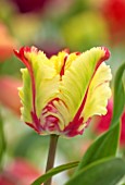 MORTON HALL GARDENS, WORCESTERSHIRE: CLOSE UP PORTRAIT OF GREEN, YELLOW, RED FLOWERS OF TULIP, TULIPA FLAMING PARROT, FLOWERING, BLOOMING, BULBS, MAY