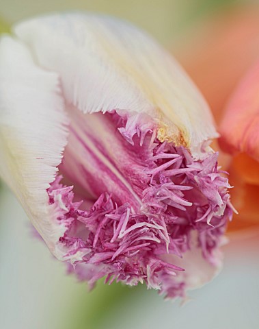 MORTON_HALL_GARDENS_WORCESTERSHIRE_CLOSE_UP_PORTRAIT_OF_CREAM_PURPLE_PINK_FRINGED_FLOWERS_OF_TULIP_T