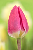 MORTON HALL GARDENS, WORCESTERSHIRE: CLOSE UP PORTRAIT OF PINK FLOWERS OF TULIP, TULIPA RENOWN, FLOWERING, BLOOMING, BULBS, MAY