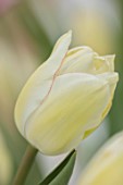 MORTON HALL GARDENS, WORCESTERSHIRE: CLOSE UP PORTRAIT OF WHITE, CREAM, YELLOW FLOWERS OF TULIP, TULIPA DIAMOND JUBILEE, PARROT, FLOWERING, BLOOMING, BULBS, MAY
