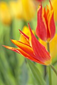 MORTON HALL GARDENS, WORCESTERSHIRE: CLOSE UP PORTRAIT OF YELLOW, ORANGE FLOWERS OF LILY FLOWERED TULIP, TULIPA FLY AWAY, FLOWERING, BLOOMING, BULBS, MAY