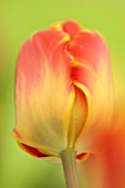 MORTON HALL GARDENS, WORCESTERSHIRE: CLOSE UP PORTRAIT OF YELLOW, ORANGE FLOWERS OF DARWIN HYBRID TULIP, TULIPA , FLOWERING, BLOOMING, BULBS, MAY