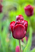 WILDEGOOSE NURSERY, SHROPSHIRE: WALLED GARDEN: CLOSE UP PORTRAIT OF RED FLOWERS OF TULIP, TULIPA ILE DE FRANCE, BULBS, SPRING, MAY