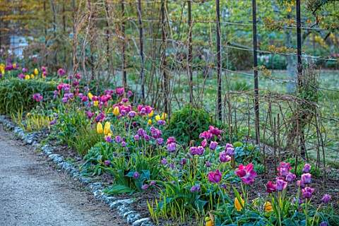 WEST_DEAN_GARDENS_WEST_SUSSEX_TULIPS_IN_THE_ORCHARD_MAY_SPRING_MORNING_LIGHT_BULBS_TULIPA_SRTONG_GOL