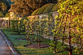 WEST DEAN GARDENS, WEST SUSSEX: TRAINED FRUIT TREE, PEAR, PEAR BELLE JULIE, AGAINST WALL, IN ORCHARD, SPRING, MAY, SUNRISE, WALLED GARDEN, GOBLET