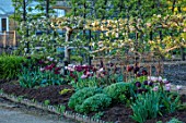 WEST DEAN GARDENS, WEST SUSSEX: BORDER OF TULIPS IN THE WALLED VEGETABLE GARDEN BACKED BY ESPALIERED APPLE TREE IN BLOSSOM, WHITE, MALUS, APPLE LORD LAMBOURN, SPRING, MAY