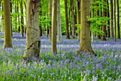 COTON MANOR GARDEN, NORTHAMPTONSHIRE: BLUEBELL WOOD, SPRING, MAY, PATH, WOODS, WOODLAND, BLUE, FLOWERS, BLOOMS, BULBS, DECIDUOUS, CARPET, FOLIAGE, TREES
