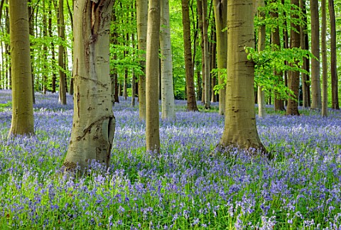 COTON_MANOR_GARDEN_NORTHAMPTONSHIRE_BLUEBELL_WOOD_SPRING_MAY_PATH_WOODS_WOODLAND_BLUE_FLOWERS_BLOOMS