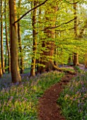 COTON MANOR GARDEN, NORTHAMPTONSHIRE: BLUEBELL WOOD, SPRING, MAY, PATH, WOODS, WOODLAND, BLUE, FLOWERS, BLOOMS, BULBS, DECIDUOUS, CARPET, FOLIAGE, TREES, SUNSET, EVENING LIGHT