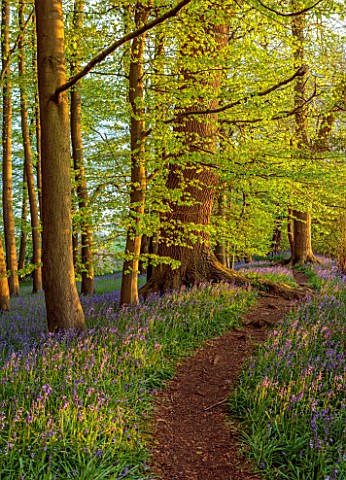 COTON_MANOR_GARDEN_NORTHAMPTONSHIRE_BLUEBELL_WOOD_SPRING_MAY_PATH_WOODS_WOODLAND_BLUE_FLOWERS_BLOOMS