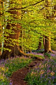 COTON MANOR GARDEN, NORTHAMPTONSHIRE: BLUEBELL WOOD, SPRING, MAY, PATH, WOODS, WOODLAND, BLUE, FLOWERS, BLOOMS, BULBS, DECIDUOUS, CARPET, FOLIAGE, TREES, SUNSET, EVENING LIGHT