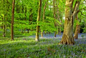 COTON MANOR GARDEN, NORTHAMPTONSHIRE: BLUEBELL WOOD, SPRING, MAY, PATH, WOODS, WOODLAND, BLUE, FLOWERS, BLOOMS, BULBS, DECIDUOUS, CARPET, FOLIAGE, TREES, EVENING LIGHT