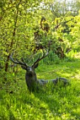 PRIORS MARSTON, WARWICKSHIRE: LYING DOWN BRONZE STAG BY TESSA PULLEN, SCULPTURE, SPRING, MAY