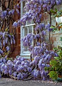 PRIORS MARSTON, WARWICKSHIRE: WISTERIA GROWING AT THE BACK OF THE HOUSE, PURPLE WISTERIA SINENSIS, WALLS, CLIMBERS, SPRING, MAY