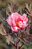 PRIMROSE HALL PEONIES, BEDFORDSHIRE: PLANT PORTRAIT OF PINK FLOWERS, BLOOMS OF PEONY, PAEONIA SUFFRUTICOSA YACHIYO - TSUBAKI, BLOOMING, FLOWERING, TREE PEONIES