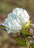 PRIMROSE HALL PEONIES, BEDFORDSHIRE: PLANT PORTRAIT OF WHITE FLOWERS, BLOOMS OF PEONY, PAEONIA SUFFRUTICOSA HAKUSHIN, BLOOMING, FLOWERING, TREE PEONIES