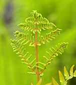 BRODSWORTH HALL, YORKSHIRE: GREEN FRONDS, LEAVES, FOLIAGE, EMERGING BUD, OF FERN, SUMMER