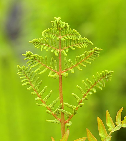 BRODSWORTH_HALL_YORKSHIRE_GREEN_FRONDS_LEAVES_FOLIAGE_EMERGING_BUD_OF_FERN_SUMMER