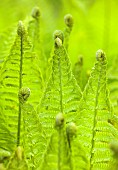 BRODSWORTH HALL, YORKSHIRE: GREEN FRONDS, LEAVES, FOLIAGE, EMERGING BUD, OF FERNS, MATTEUCCIA STRUTHIOPTERIS, SHUTTLECOCK FERN