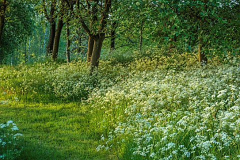 PRIORS_MARSTON_WARWICKSHIRE_WHITE_FLOWERS_OF_COW_PARSLEY_ANTHRISCUS_SYLVESTRIS_MEADOWS_NATURALISED_P