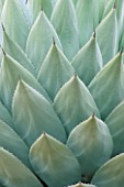 CLOSE-UP OF AGAVE PARRYI LEAVES AT THE HUNTINGTON BOTANICAL GARDENS  LOS ANGELES  CALIFORNIA.