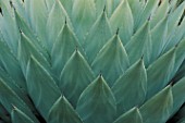 CLOSE-UP OF AGAVE PARRYI LEAVES AT THE HUNTINGTON BOTANICAL GARDENS  LOS ANGELES  CALIFORNIA./NEW SHOOTS