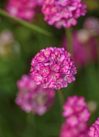 MAYFAIR_PENTHOUSE_LONDON_PLANT_DESIGN_BY_ALASDAIR_CAMERON_CLOSE_UP_OF_PINK_FLOWERS_OF_SEA_THRIFT_ARM