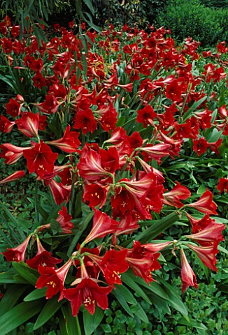 AMARYLLIS_HIPPEASTRUM_NATURALISED_IN_THE_SUBTROPICAL_SECTION_OF_THE_HUNTINGTON_GARDENS__LOS_ANGELES_