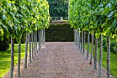 URCHFONT MANOR, WILTSHIRE: LIME ALLEE, CLIPPED TOPIARY, FORMAL, CONTEMPORARY, GREEN, DESIGNERS DEL BUONO GAZERWITZ, ELEANOR JONES, YEW HEDGES, HEDGING, GRAVEL, PATHS
