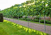 URCHFONT MANOR, WILTSHIRE: LIME ALLEE, CLIPPED TOPIARY, FORMAL, CONTEMPORARY, GREEN, DESIGNERS DEL BUONO GAZERWITZ, ELEANOR JONES, YEW HEDGES, HEDGING, GRAVEL, PATHS, WALLS