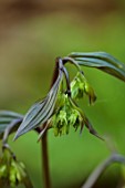 COTON MANOR, NORTHAMPTONSHIRE: PLANT PORTRAIT OF GREEN, BLACK, BROWN FLOWERS OF DISPORUM CANTONIENSE, CHINESE FAIRY BELLS, PERENNIALS, SHADE, SHADY, WOODLAND, SPRING