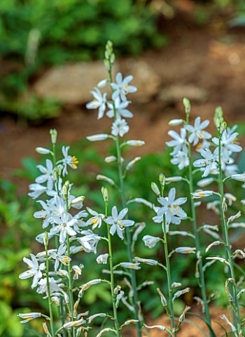 COTON_MANOR_NORTHAMPTONSHIRE_PLANT_PORTRAIT_OF_WHITE_FLOWERS_OF_ANTHERICUM_LILAGO_ST_BERNARDS_LILY_S