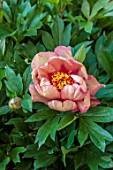 COTON MANOR, NORTHAMPTONSHIRE: PLANT PORTRAIT OF PINK, PEACH FLOWERS OF PEONY, PEONIES, PAEONIA ITOH HYBRID COPPER KETTLE, SUMMER, JUNE, PERENNIALS, FLOWERS, BLOOMIMG
