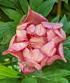 COTON MANOR, NORTHAMPTONSHIRE: PLANT PORTRAIT OF PINK, PEACH FLOWERS OF PEONY, PEONIES, PAEONIA ITOH HYBRID COPPER KETTLE, SUMMER, JUNE, PERENNIALS, FLOWERS, BLOOMIMG