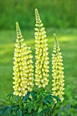 COTON MANOR, NORTHAMPTONSHIRE: PLANT PORTRAIT OF YELLOW FLOWERS OF LUPIN, LUPINUS CHANDELIER, PERENNIALS, SPIKES, SPRING, MAY
