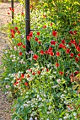 COTON MANOR, NORTHAMPTONSHIRE: BORDER OF RED FLOWERS OF TULIP, TULIPA SPRENGERI, WHITE FLOWERS OF ATRANTIA, BULBS, SPRING, MAY, FLOWERING, BLOOMS, BLOOMING