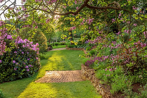 COTON_MANOR_NORTHAMPTONSHIRE_SPRING_MAY_RHODODENDRONS_PATHS_PERSICARIA_BISTORTA_SUPERBA_CERCIS_SILIQ
