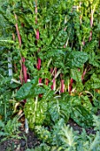 PRIORS MARSTON, WARWICKSHIRE, THE MANOR HOUSE: THE WALLED GARDEN, WALLS, JUNE, SUMMER, STEMS OF RUBY CHARD, VEGETABLES, POTAGER, EDIBLES