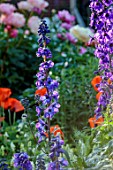 PRIORS MARSTON, WARWICKSHIRE, THE MANOR HOUSE: PLANT PORTRAIT OF BLUE, PURPLE FLOWERS OF DELPHINIUM, PERENNIALS, JUNE, SUMMER, BLOOMS, BLOOMING, FLOWERING