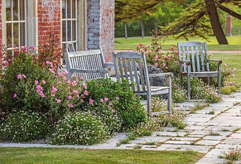 CHETTLE_DORSET_TERRACE_WITH_WOODEN_BENCHES_ROCK_ROSE_CISTUS_X_ARGENTEUS_SILVER_PINK_ROSA_CHINENSIS_M